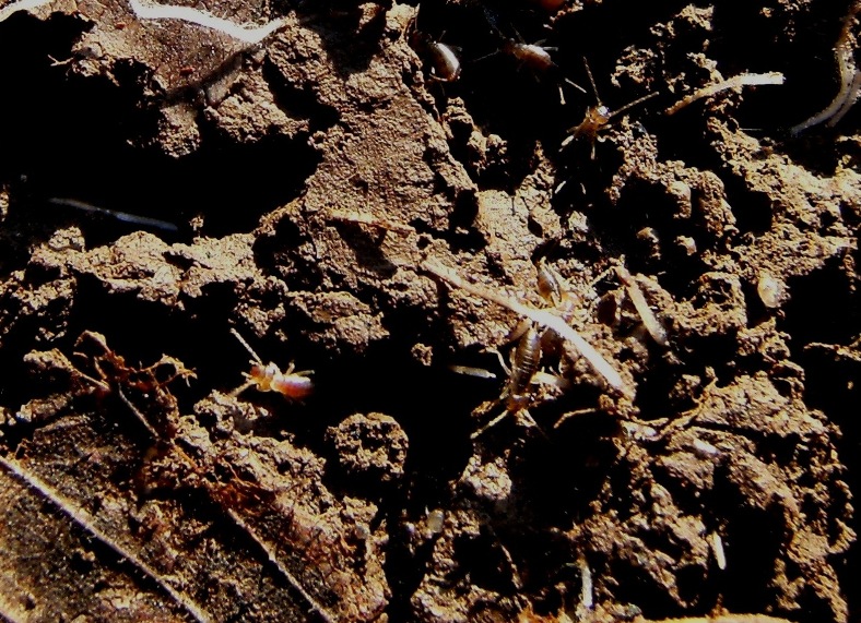 Giovani Dermatteri
